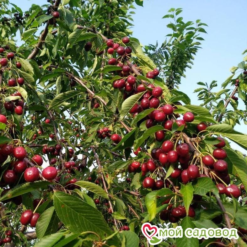 Черешня Чёрная колоновидная