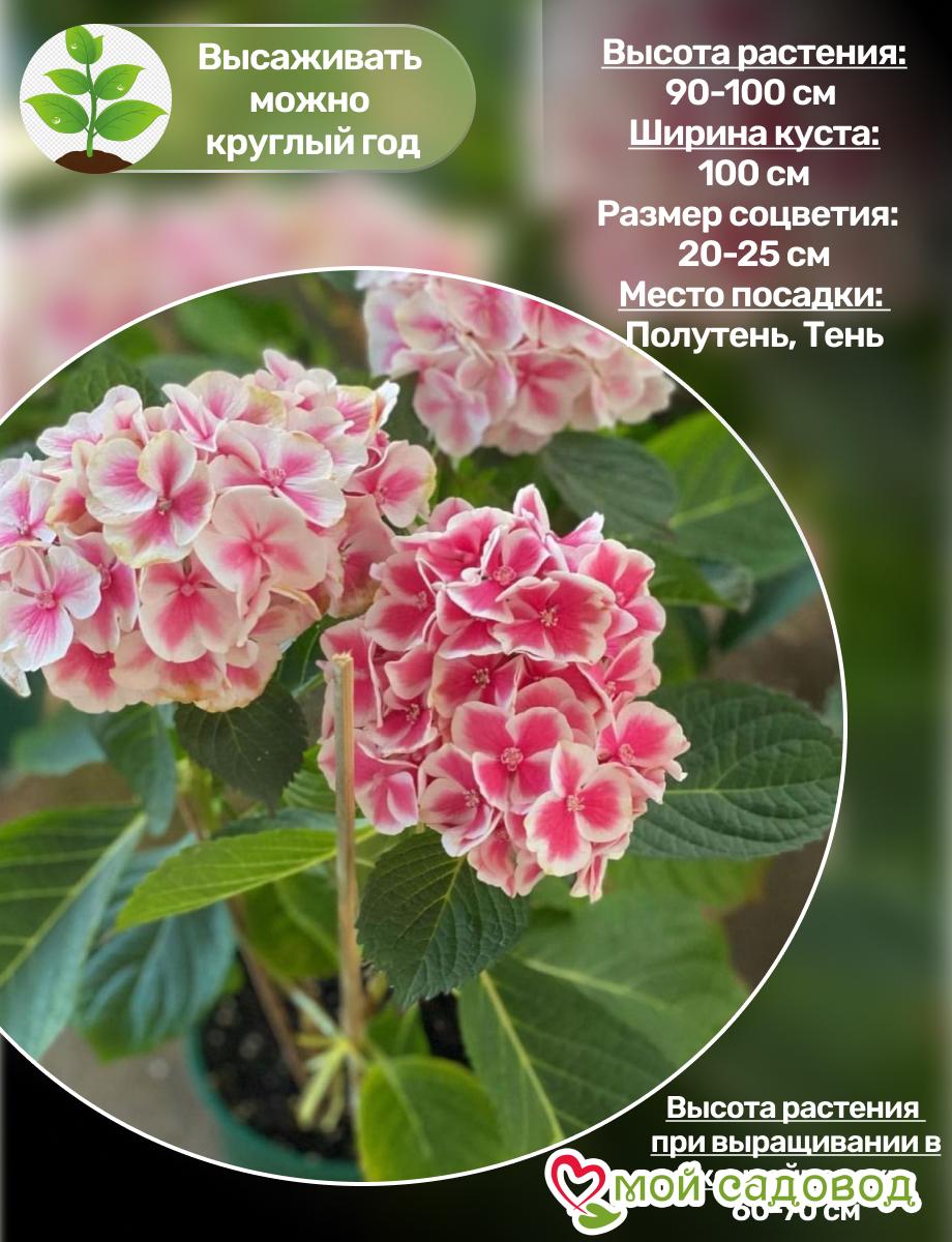 Морозостойкая Гортензия Пеперминт ЗКС