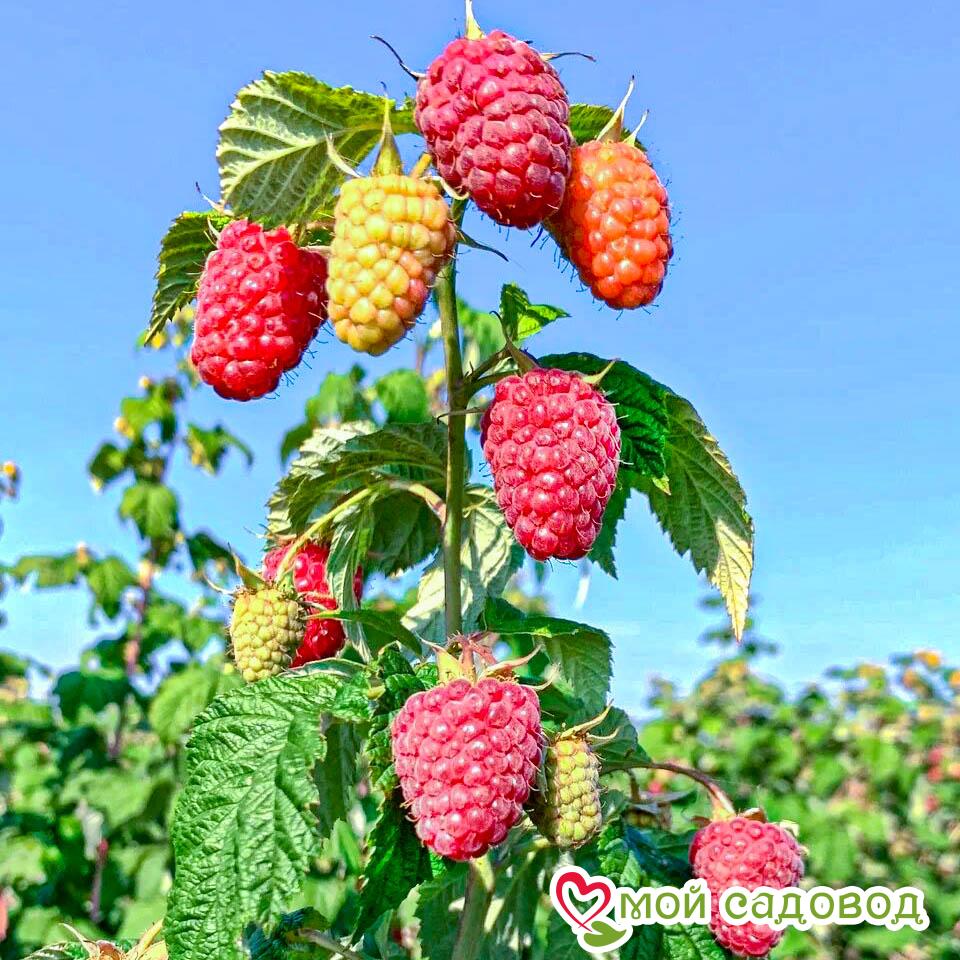 Малина Евразия