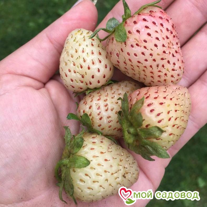 Клубника Белый швед