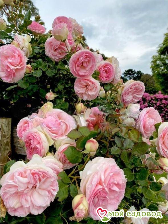 Роза плетистая Пьер де Ронсар