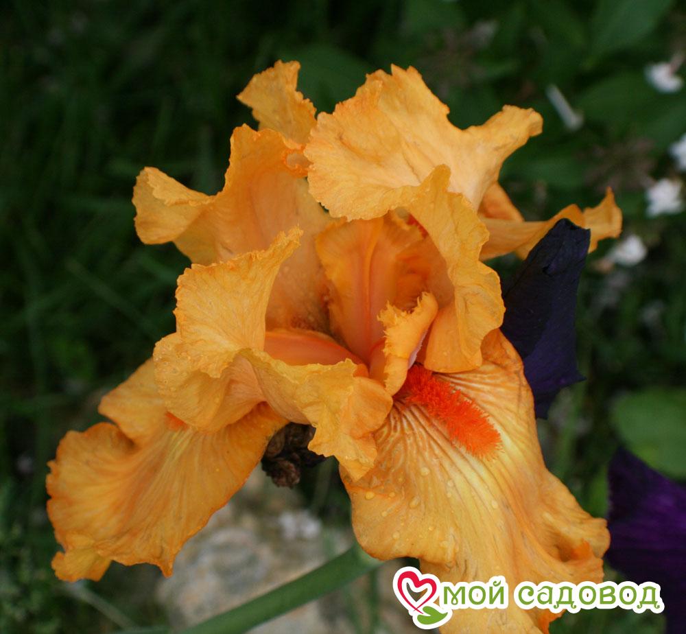 ИРИС ГЕРМАНСКИЙ ОРАНЖ (БОРОДАТЫЙ)