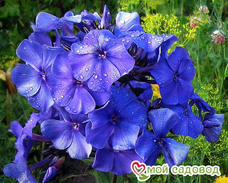 Флокс БЛЮ ПАРАДАЙЗ
