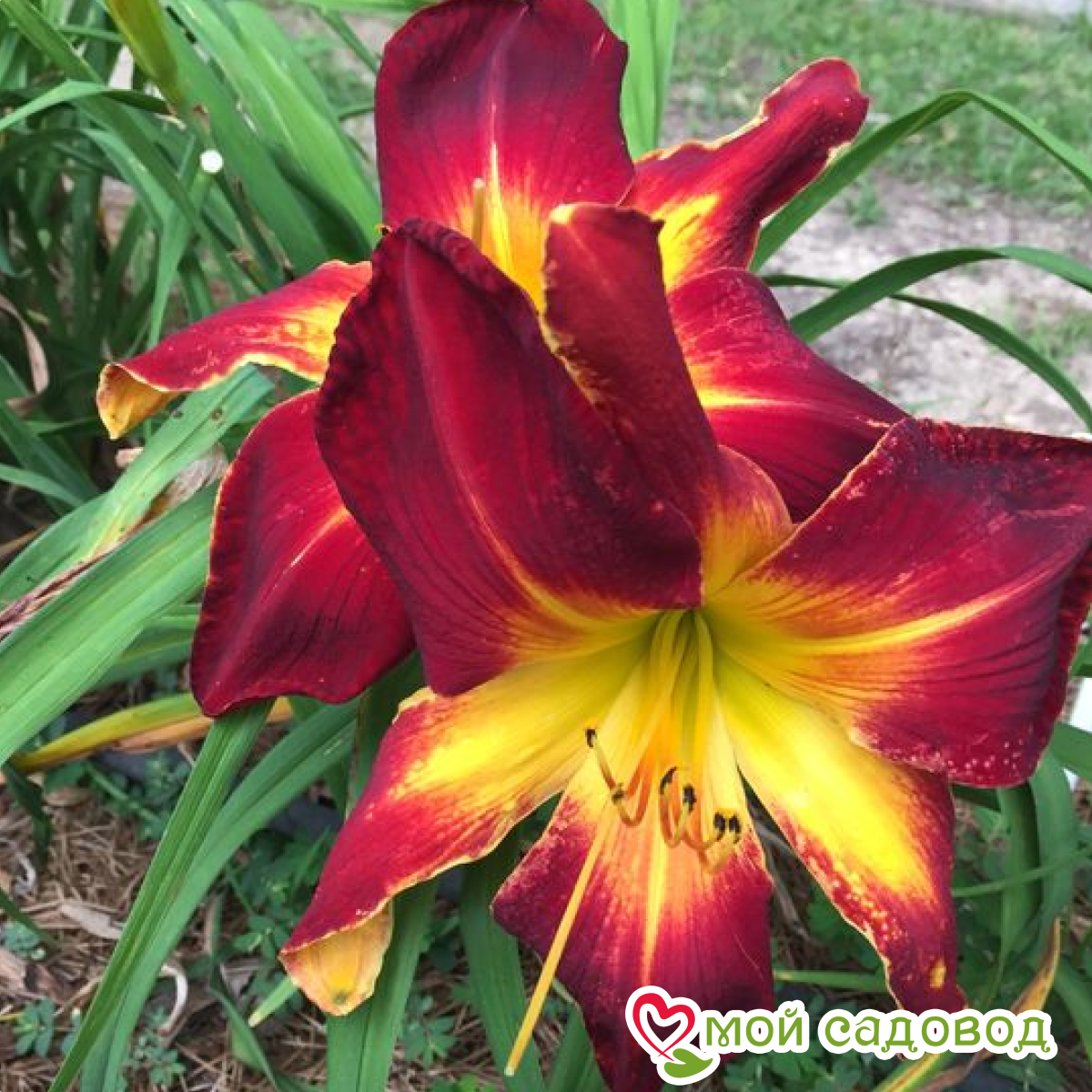 Лилия Старлайт Пэтулз